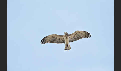 Schlangenadler (Circaetus gallicus)