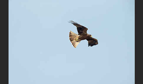 Zwergadler (Aquila pennata)