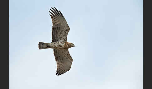 Schlangenadler (Circaetus gallicus)