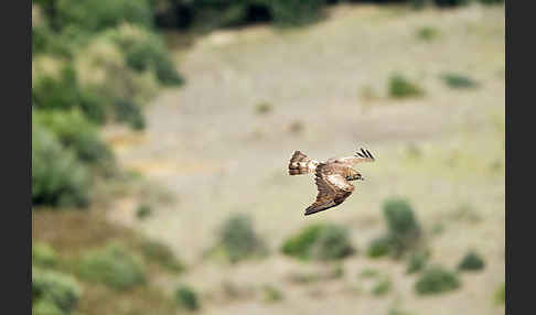 Schlangenadler (Circaetus gallicus)