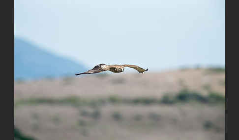 Schlangenadler (Circaetus gallicus)