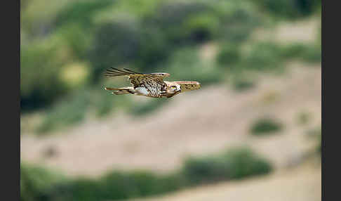 Schlangenadler (Circaetus gallicus)