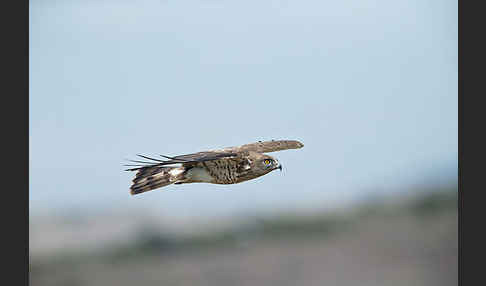 Schlangenadler (Circaetus gallicus)