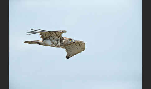 Schlangenadler (Circaetus gallicus)