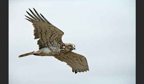 Schlangenadler (Circaetus gallicus)