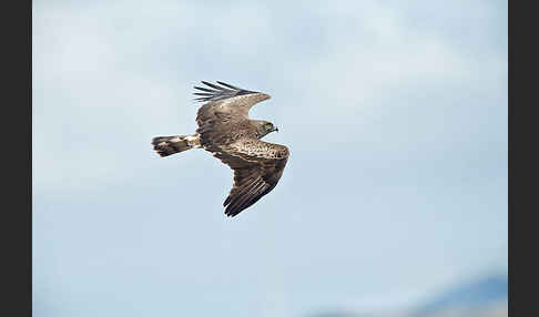 Schlangenadler (Circaetus gallicus)