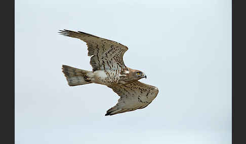 Schlangenadler (Circaetus gallicus)