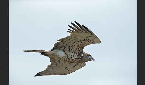 Schlangenadler (Circaetus gallicus)