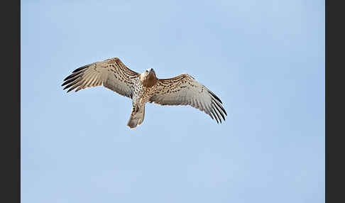 Schlangenadler (Circaetus gallicus)