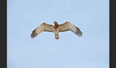 Schlangenadler (Circaetus gallicus)