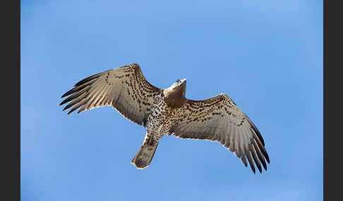 Schlangenadler (Circaetus gallicus)