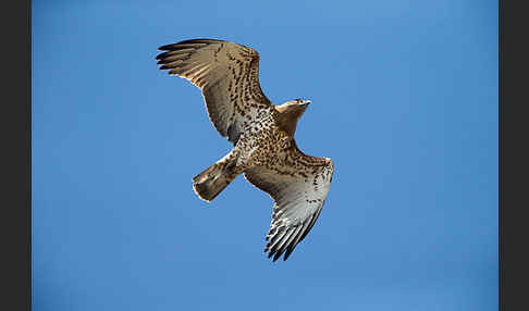 Schlangenadler (Circaetus gallicus)