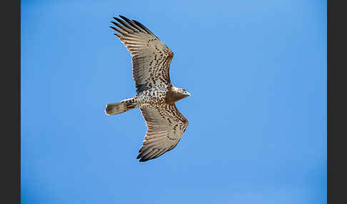 Schlangenadler (Circaetus gallicus)