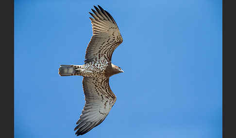 Schlangenadler (Circaetus gallicus)