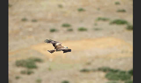 Schlangenadler (Circaetus gallicus)