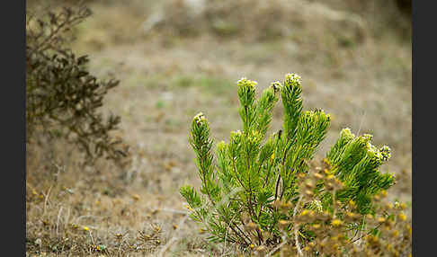 Herbst-Seidelbast (Daphne gnidium)