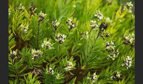 Herbst-Seidelbast (Daphne gnidium)