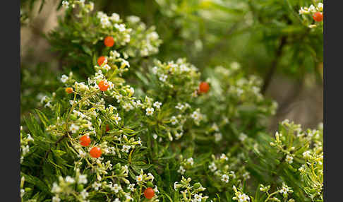 Herbst-Seidelbast (Daphne gnidium)