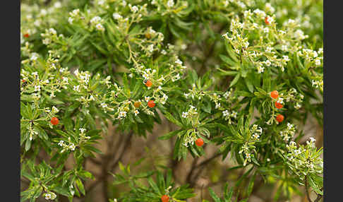 Herbst-Seidelbast (Daphne gnidium)