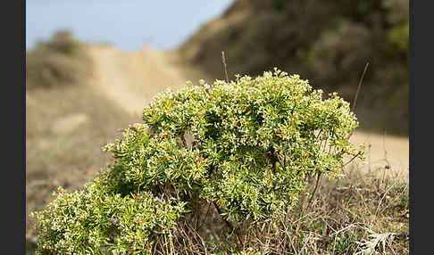 Herbst-Seidelbast (Daphne gnidium)