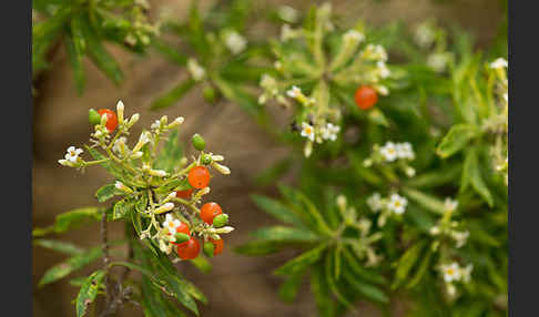 Herbst-Seidelbast (Daphne gnidium)