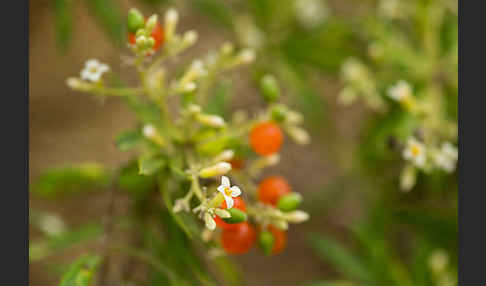 Herbst-Seidelbast (Daphne gnidium)