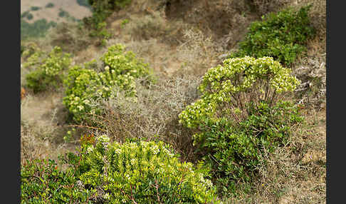 Herbst-Seidelbast (Daphne gnidium)