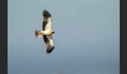 Zwergadler (Aquila pennata)