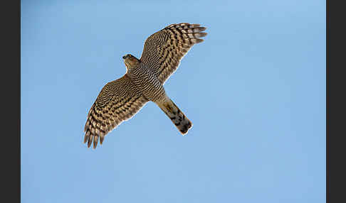 Sperber (Accipiter nisus)