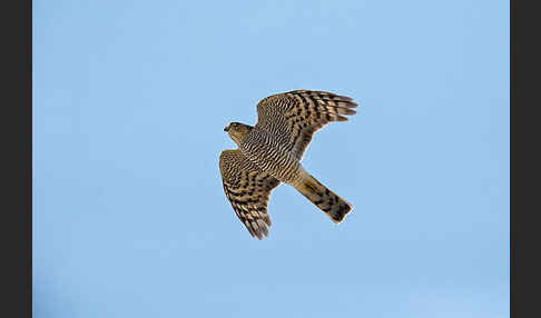 Sperber (Accipiter nisus)