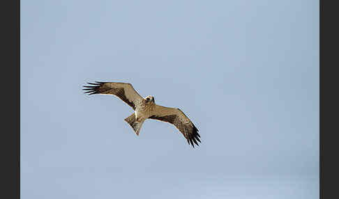 Zwergadler (Aquila pennata)