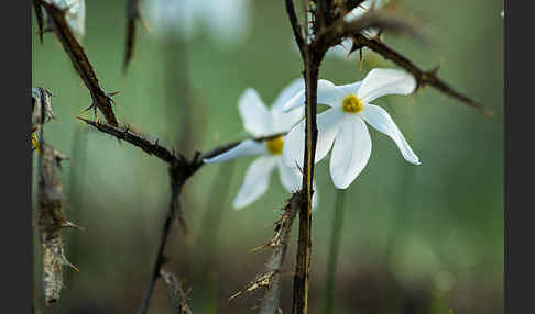 Späte Narzisse (Narcissus serotinus)