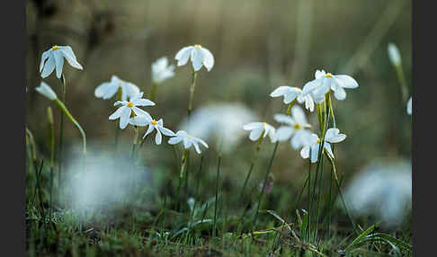 Späte Narzisse (Narcissus serotinus)