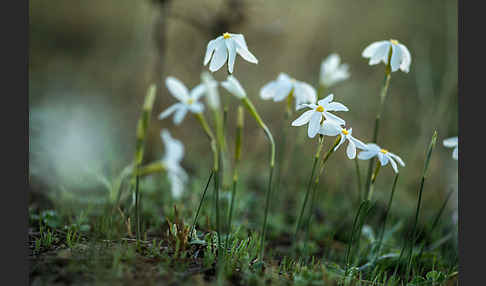 Späte Narzisse (Narcissus serotinus)