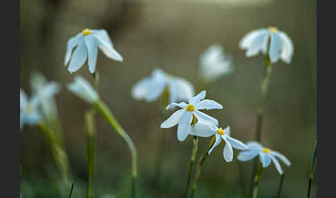 Späte Narzisse (Narcissus serotinus)