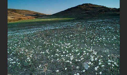 Späte Narzisse (Narcissus serotinus)