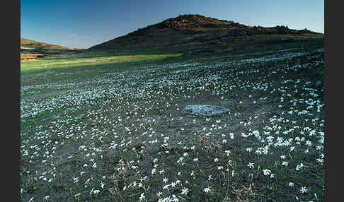 Späte Narzisse (Narcissus serotinus)