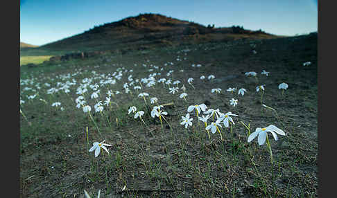 Späte Narzisse (Narcissus serotinus)