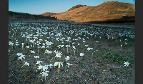 Späte Narzisse (Narcissus serotinus)