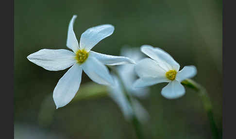 Späte Narzisse (Narcissus serotinus)