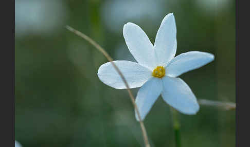 Späte Narzisse (Narcissus serotinus)