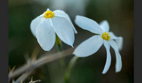 Späte Narzisse (Narcissus serotinus)