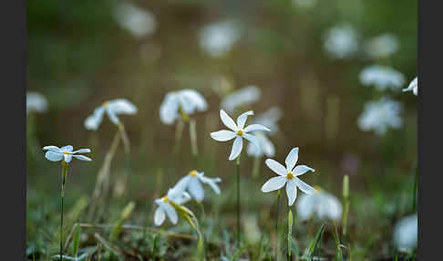 Späte Narzisse (Narcissus serotinus)