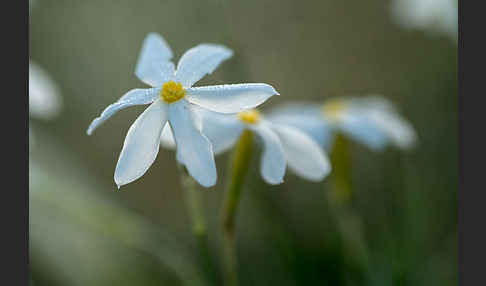 Späte Narzisse (Narcissus serotinus)