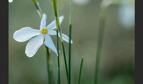 Späte Narzisse (Narcissus serotinus)