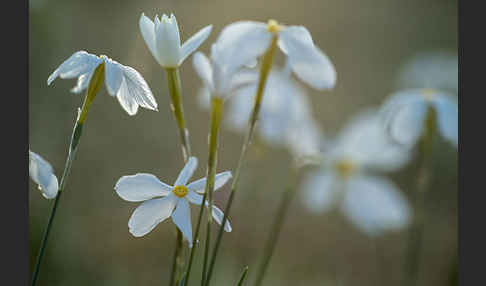 Späte Narzisse (Narcissus serotinus)