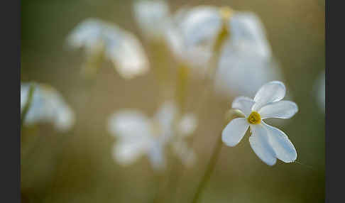 Späte Narzisse (Narcissus serotinus)