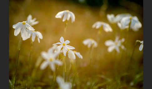 Späte Narzisse (Narcissus serotinus)