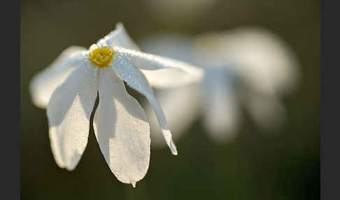 Späte Narzisse (Narcissus serotinus)