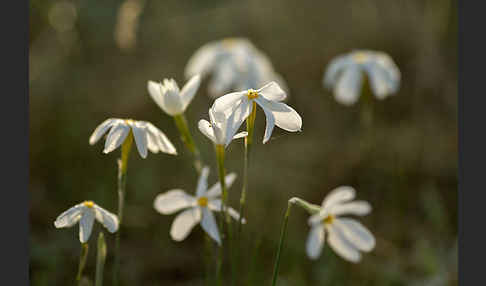 Späte Narzisse (Narcissus serotinus)